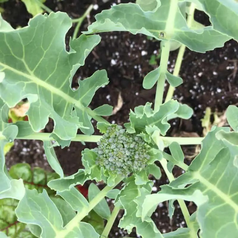 Tips to Prevent Bolting Broccoli