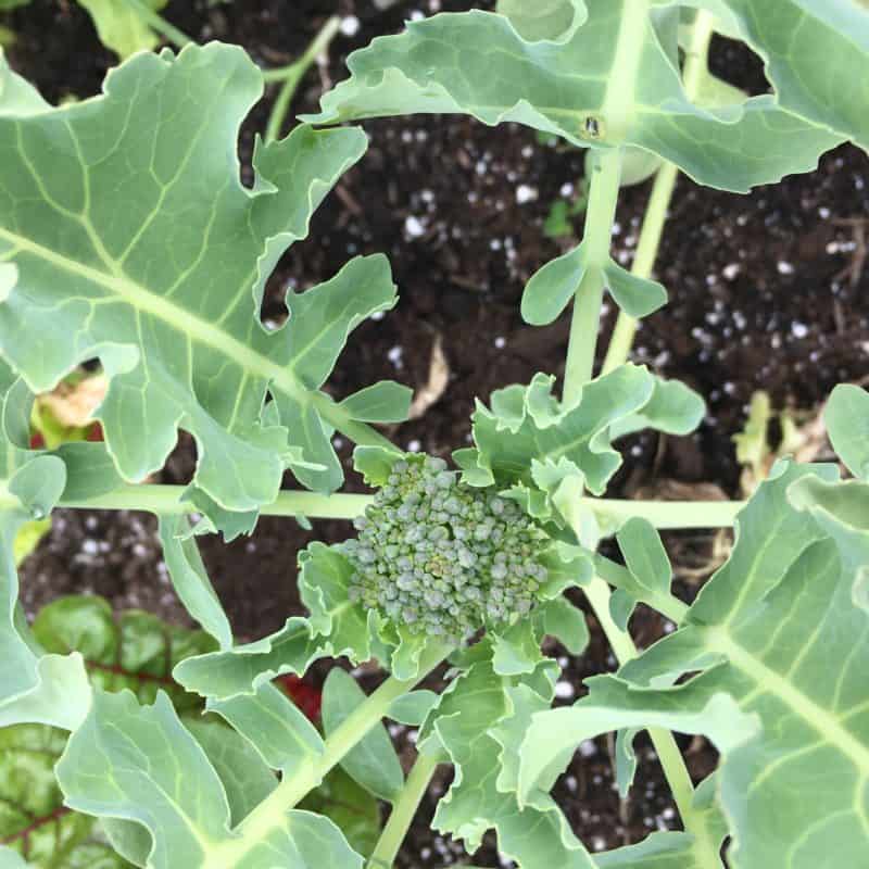 broccoli bolting