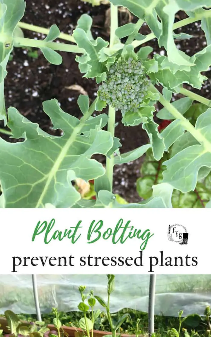 Plant Bolting: Prevent Stressed Plants