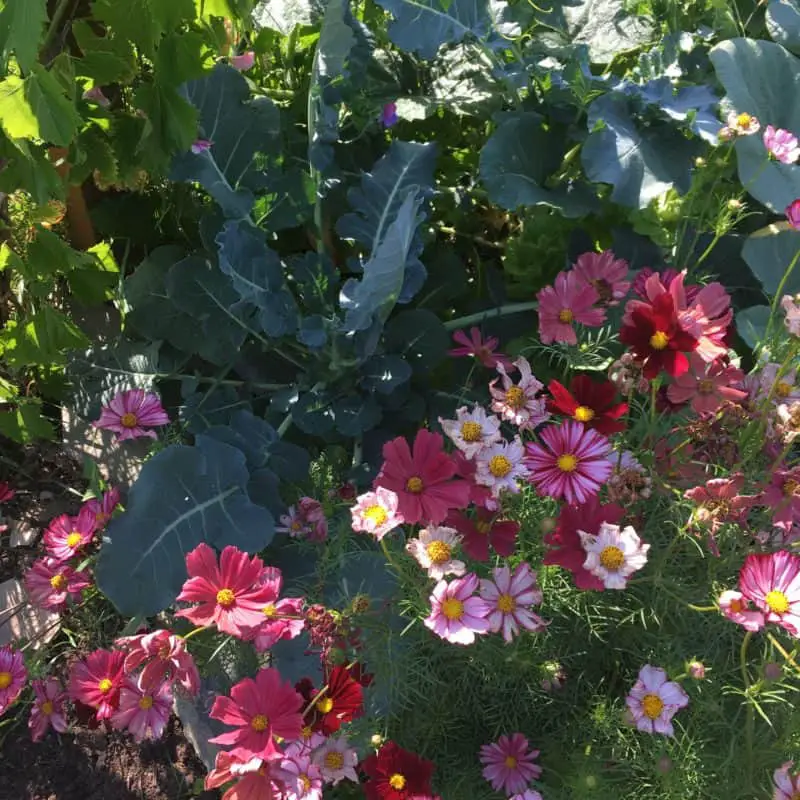 Broccoli leaves and cosmos flowers