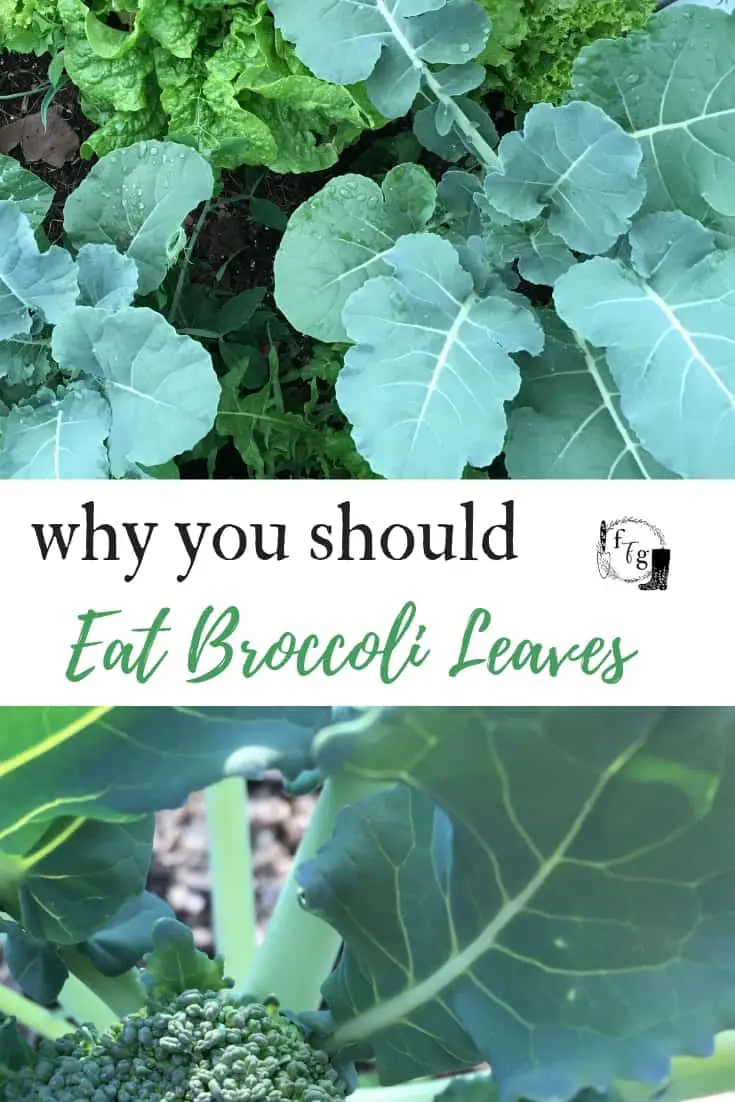 Why You Should Eat Broccoli Leaves