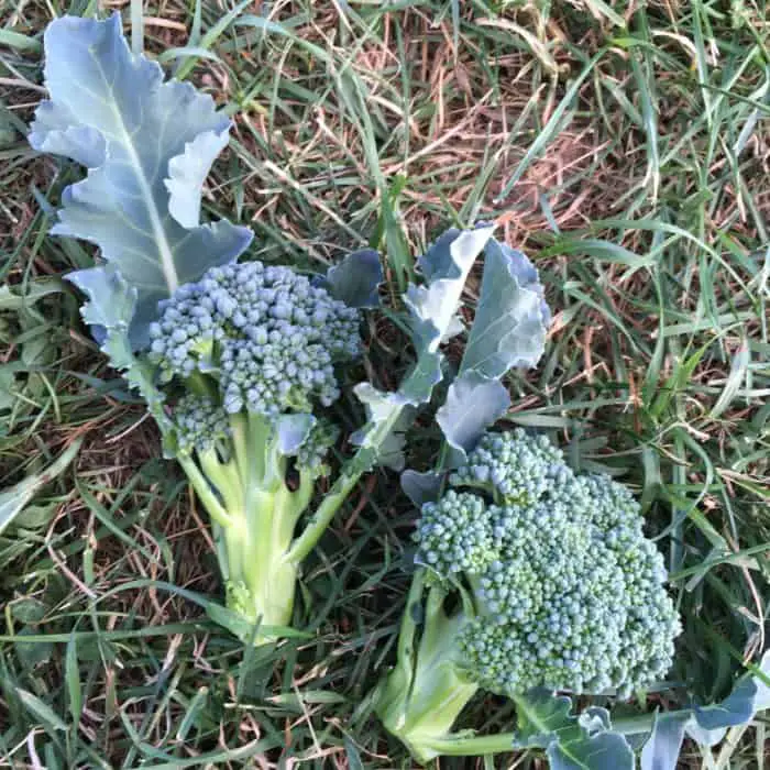 Broccoli Side Shoots