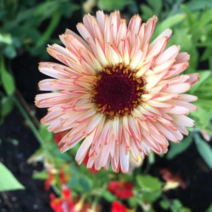 Lovely Bronze/Salmon Pink Calendula Flower