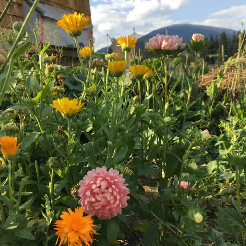 Calendula And Asters Flowering