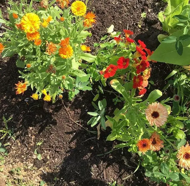 Using Calendula Flowers To Make Oil