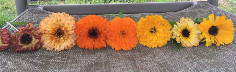 Calendula Flowers Color Range: Yellows to Oranges, to Bronze Salmon Pink