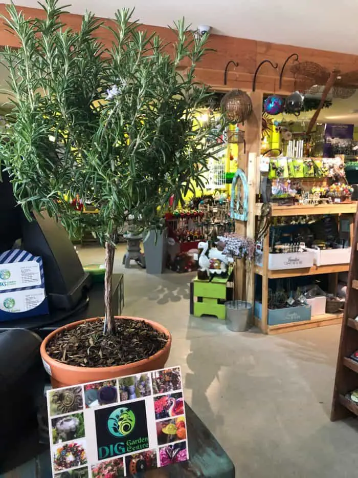 DIG Garden Center