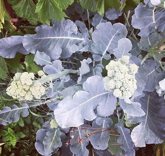 De Cicco Heirloom Broccoli: Known For Many Side Shoots