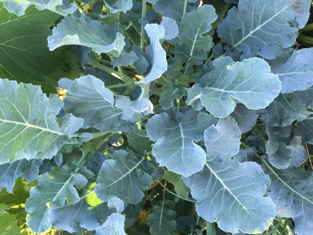 Beautiful Healthy Broccoli Leaves
