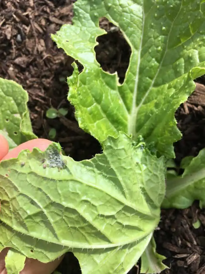 Aphids on leafy greens