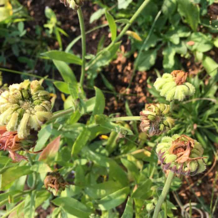 Calendula Plants Creating Seeds