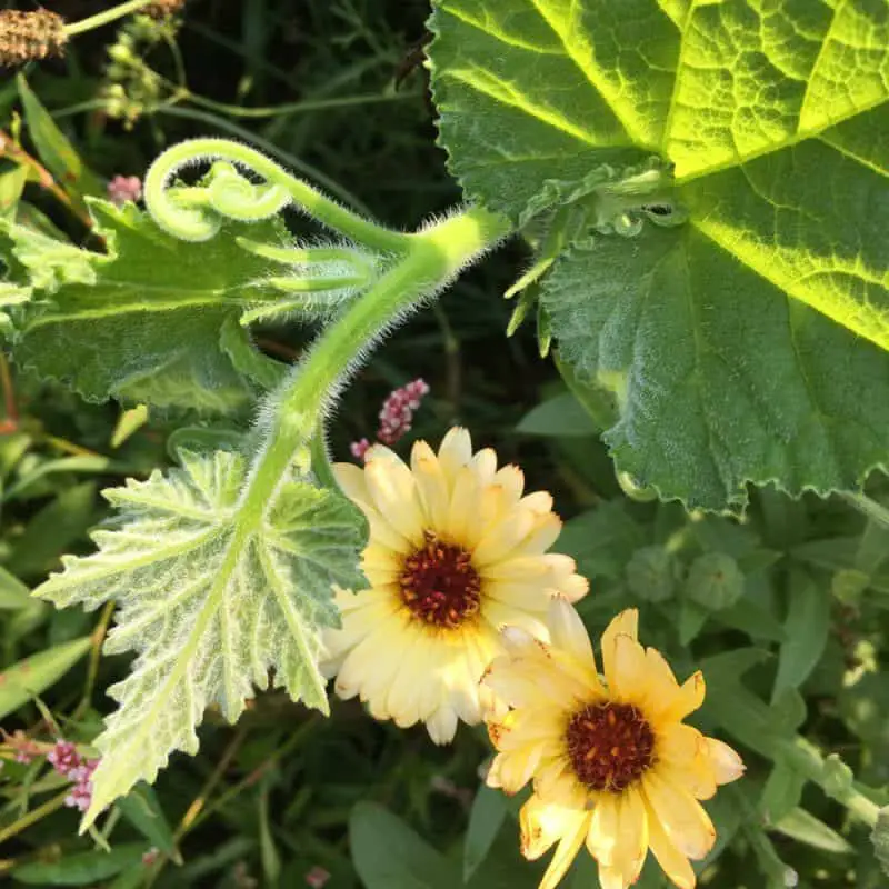 Underplant calendula around pumpkins for better pollination