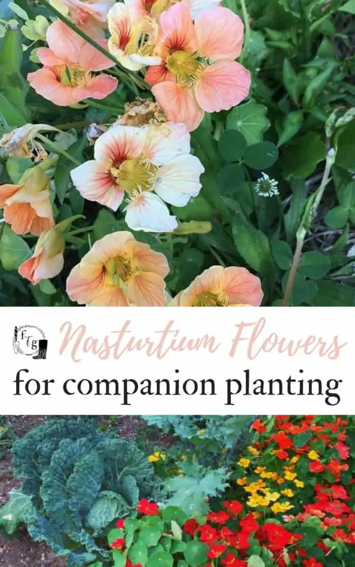Nasturtium Flowers for companion planting