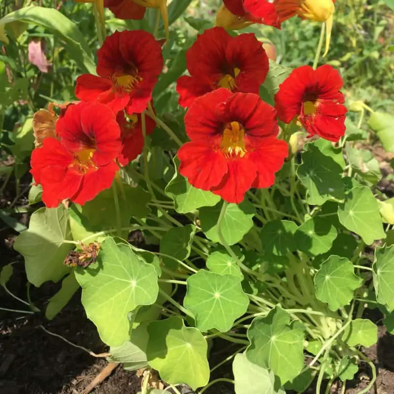 Bees enjoy nasturtium flowers