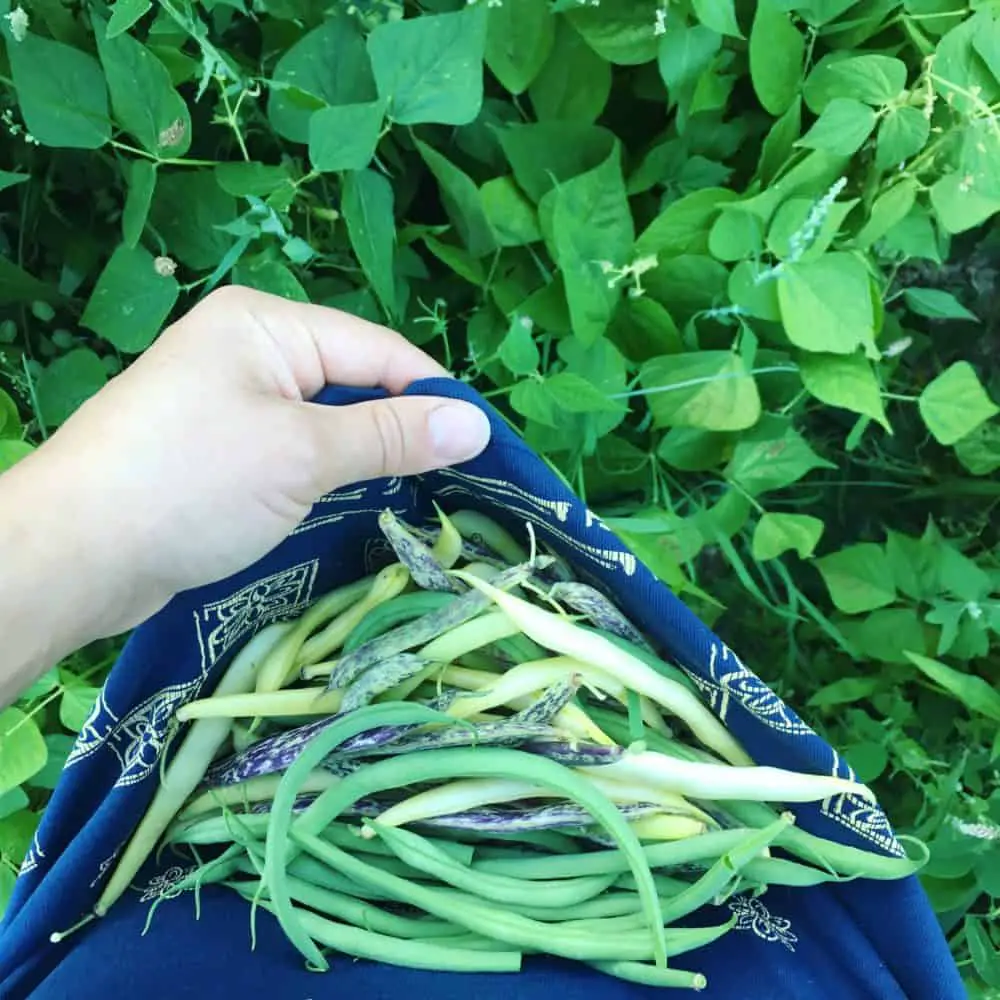 Purple and Green Beans