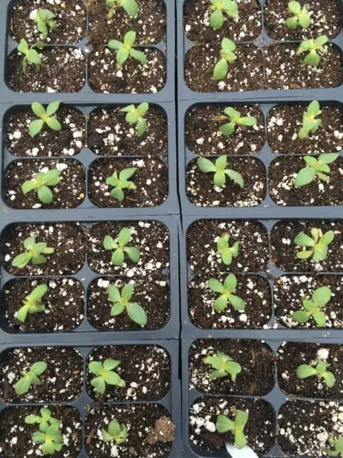 Zinnia seedlings