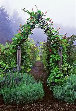 French trellis, also called French Tuteurs