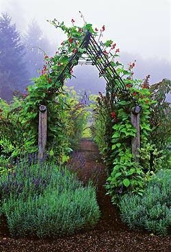 French trellis, also called French Tuteurs