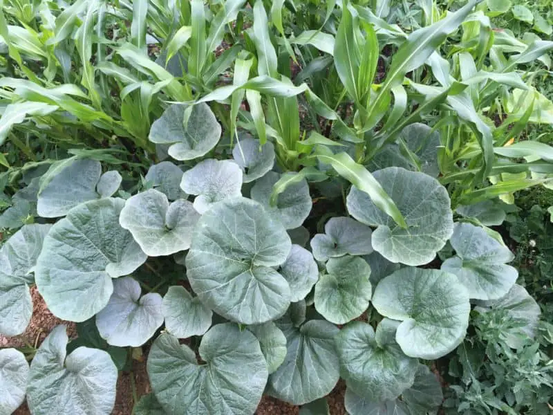 Companion plants for squash grow with corn