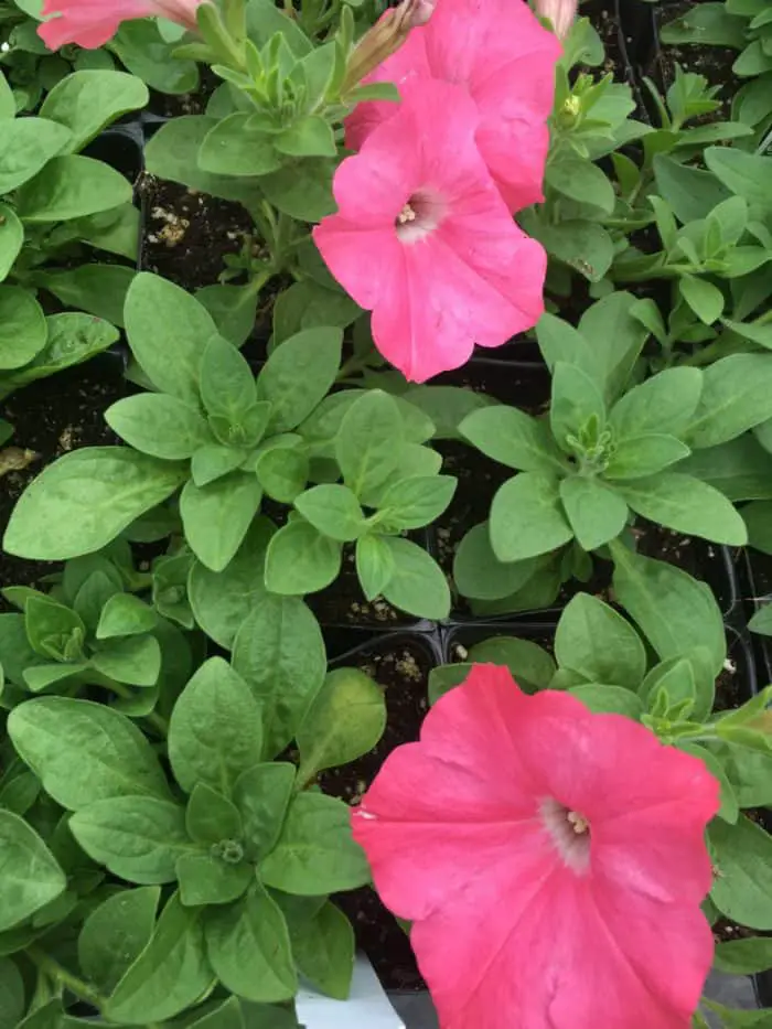 Garden with Pink Petunias