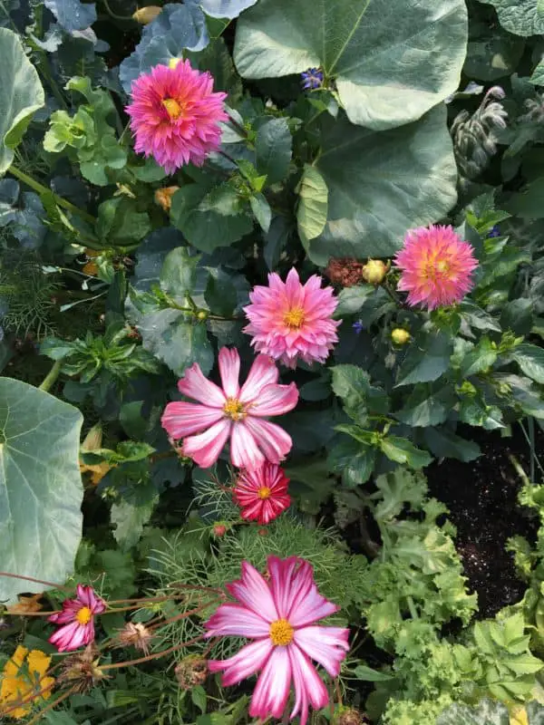 Flower Garden with Dahlias and Cosmos