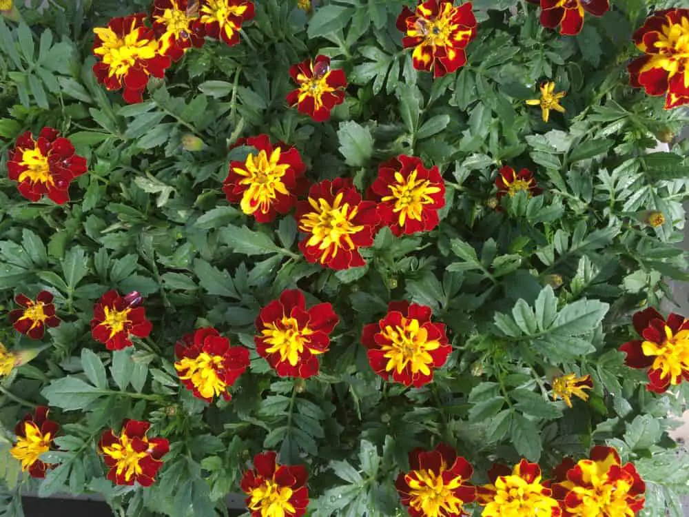 Grow French Marigolds in your home garden #gardening #flowergarden #gardenflowers #marigolds