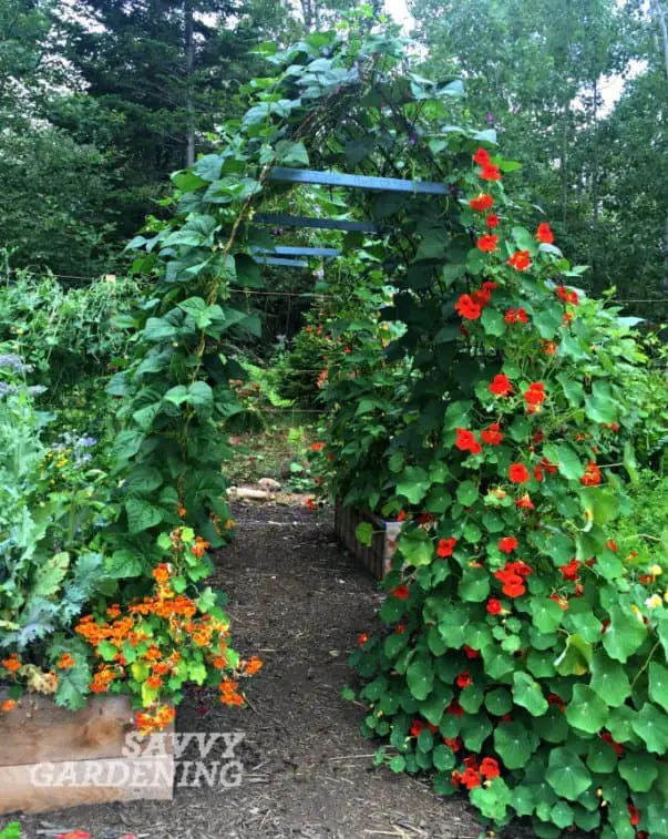 Lovely trellis archway