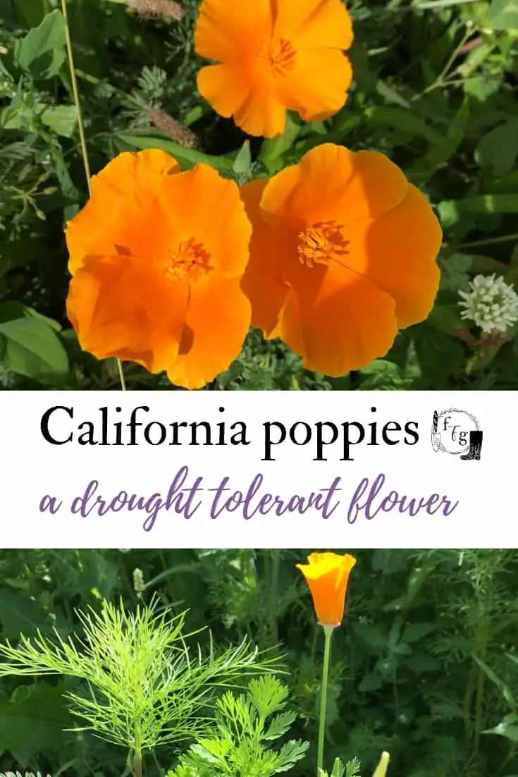 California Poppies - A Drought Tolerant Flower