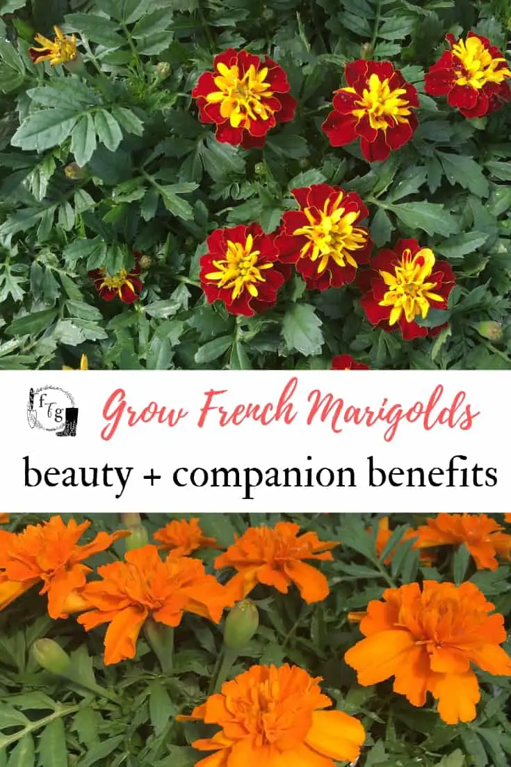 Grow French Marigolds: Beauty + Companion Benefits