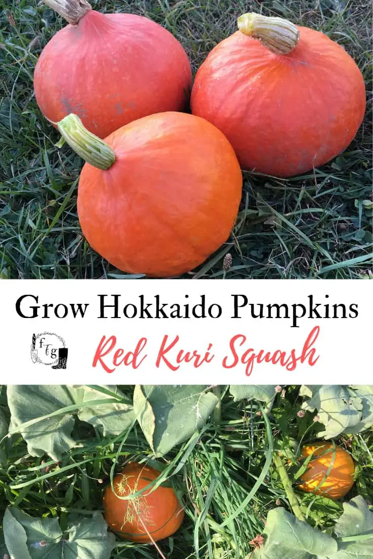 Grow Hokkaido Pumpkins Red Kuri Squash