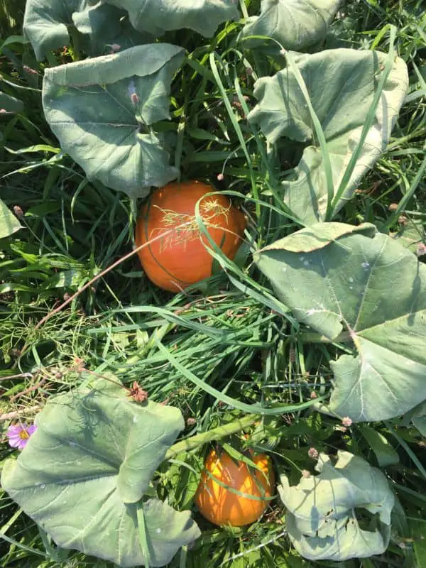 Baby Red Kuri Squash in the Garden