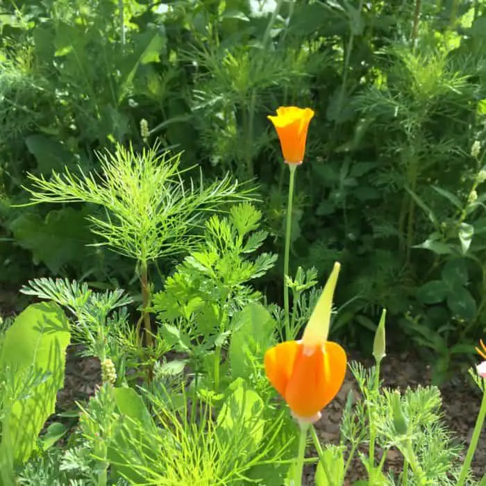 Closed California Poppies