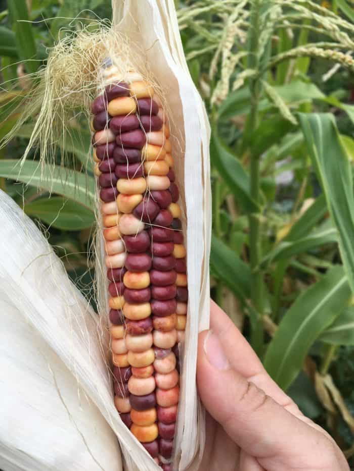 Painted Mountain Corn: This variety has been adapted for shorter growing climates