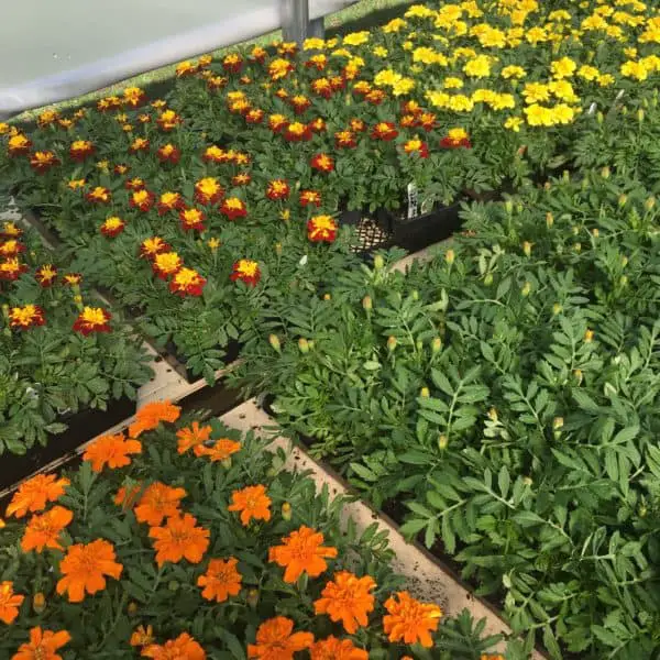 How To Grow Marigolds