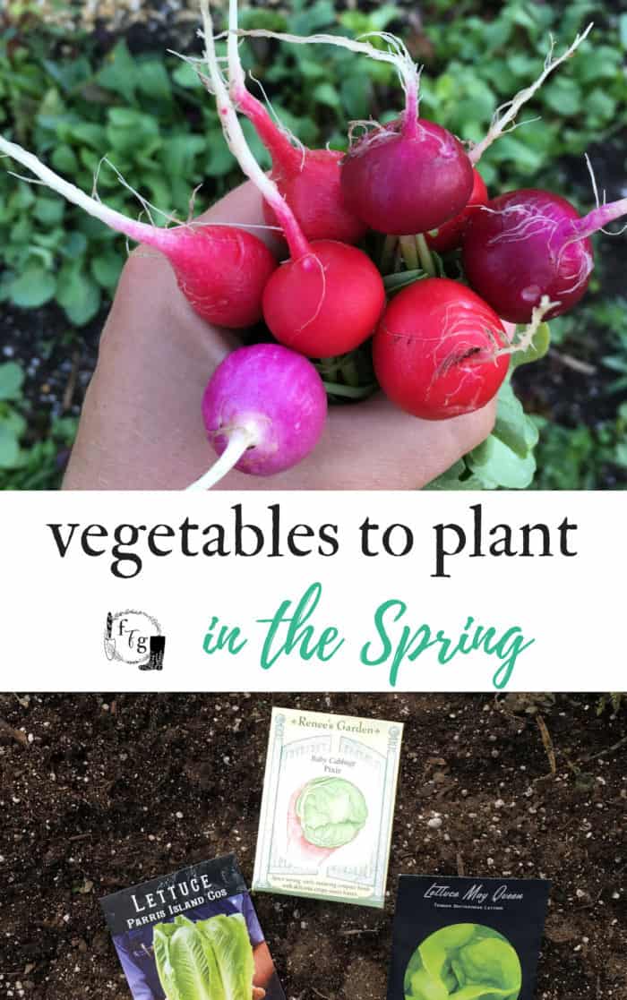 Vegetables to plant in the spring