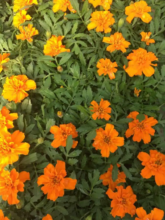 Yellow and Orange Marigolds
