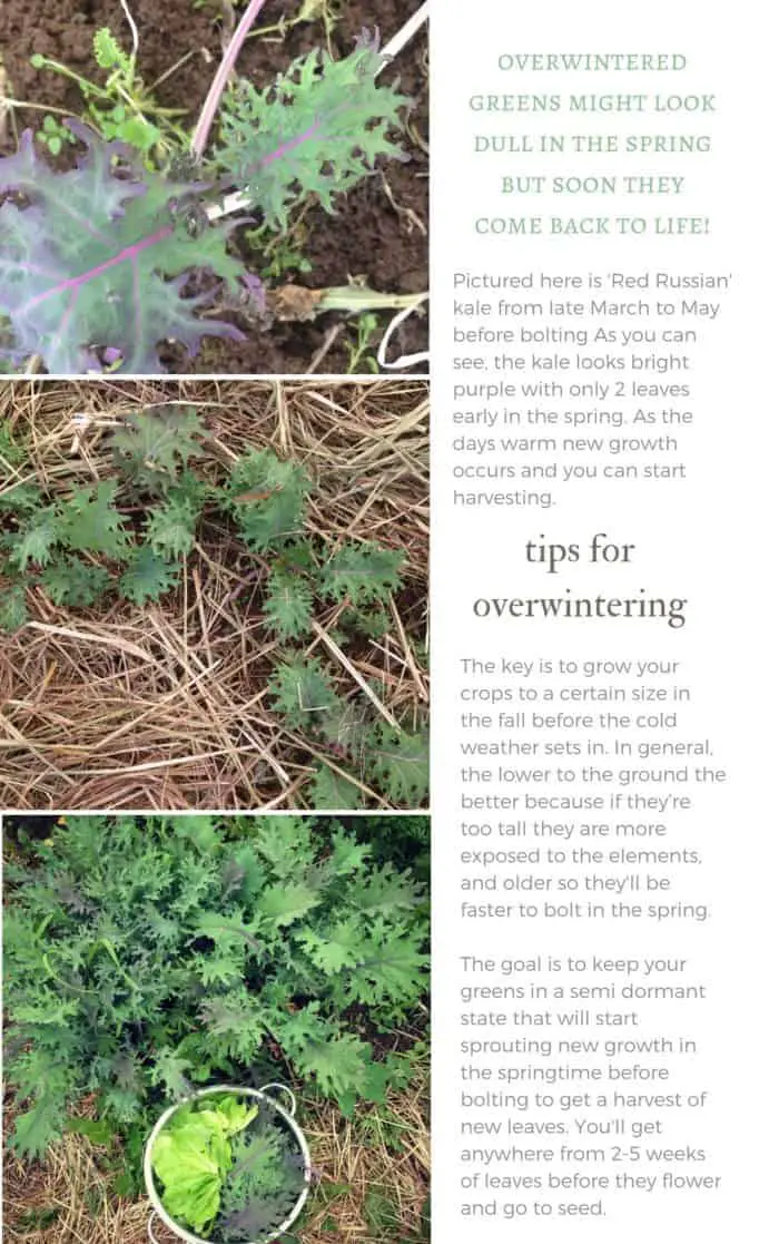 Overwinter Red Russian Kale Plant: Tips for Overwintering
