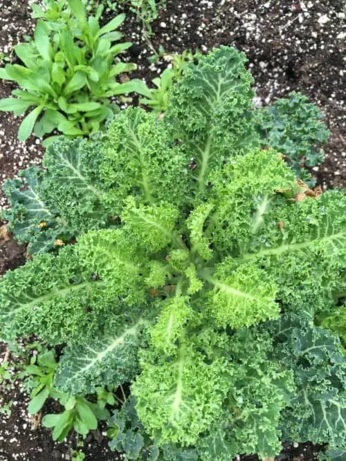 Kale sown August