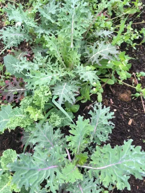 Kale sown mid September and has more tender baby leaves