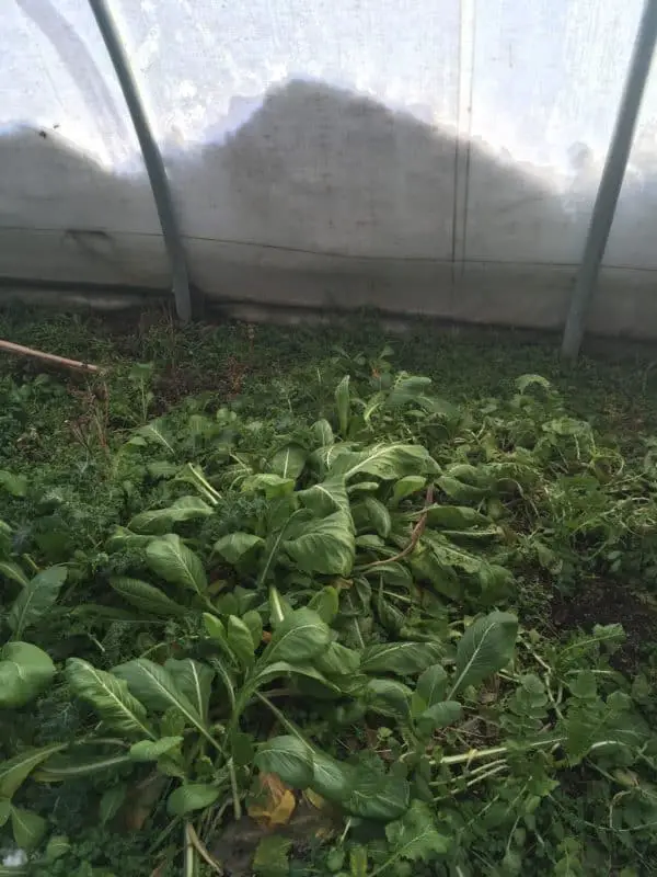 Overwintering greens under an unheated greenhouse