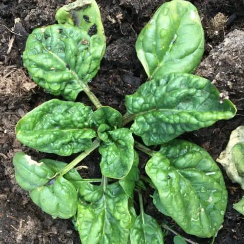 Spinach mid-March after spring thaw