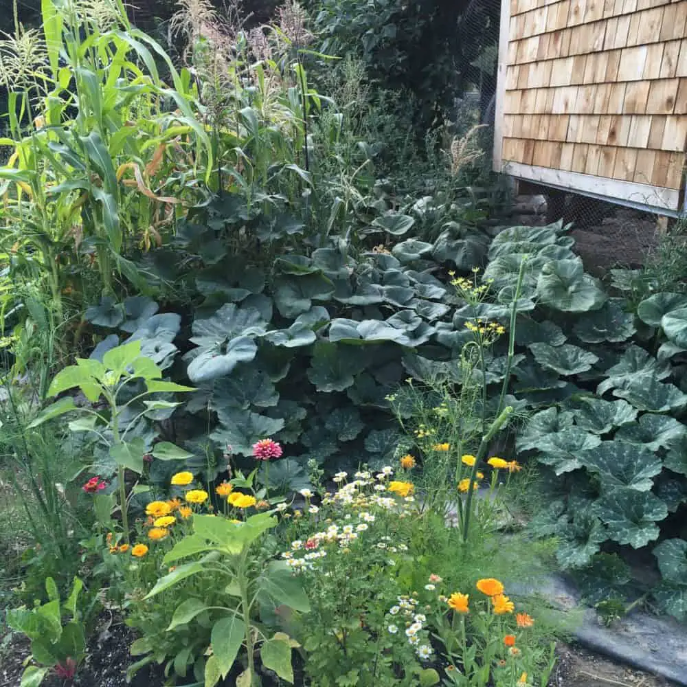 10 Vegetable Garden Tips for a Successful Season | Family Food Garden