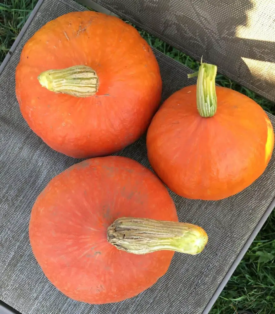 Red Kuri Squash