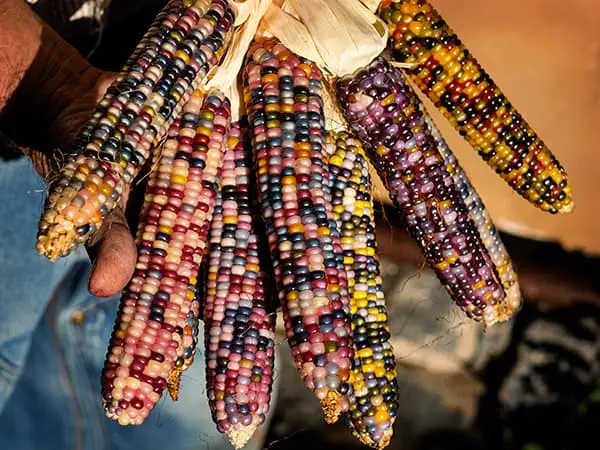 Ron Boyd La Villita Farm Corn Glass Gem