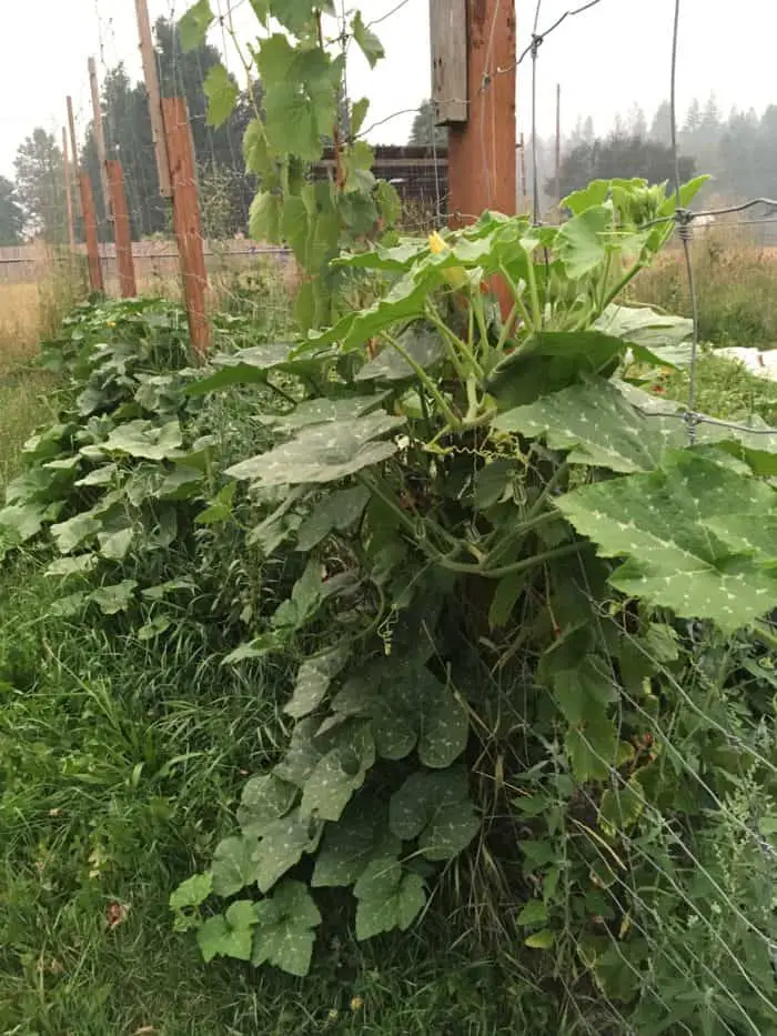 Trellis For Squash