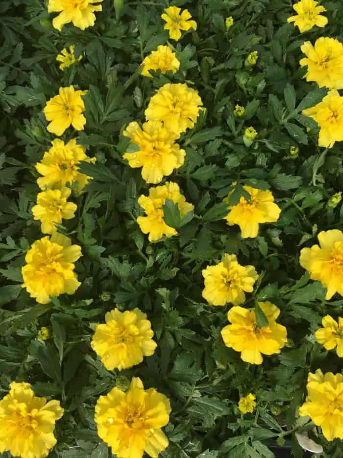 Yellow Marigolds