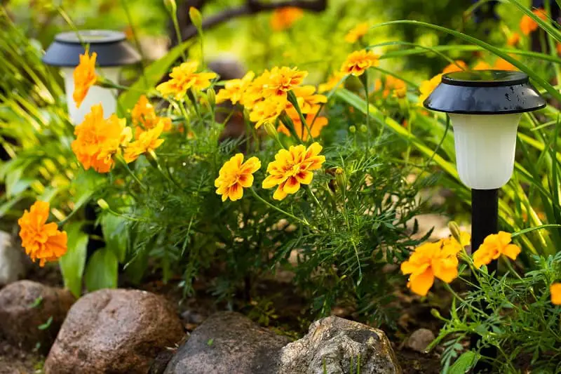 Beautiful Flowers Of Marigold (Tagetes Erecta) With Solar Garden Light In Flower Bed After Rain In Summer Close Up. solar lighting