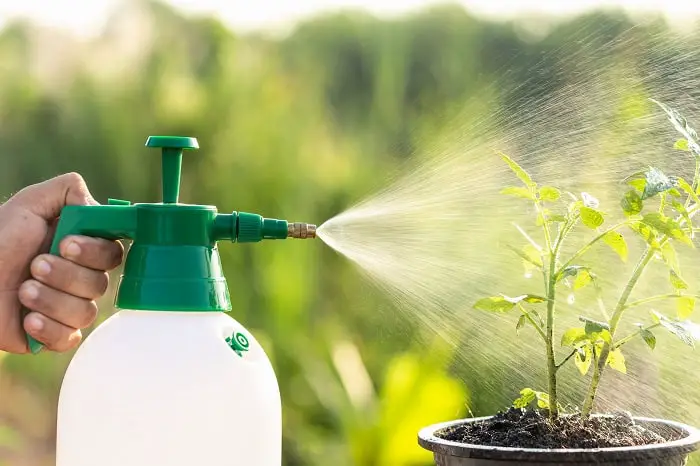 Hand holding watering can and sprayign to young plant in garden homemade weed killer