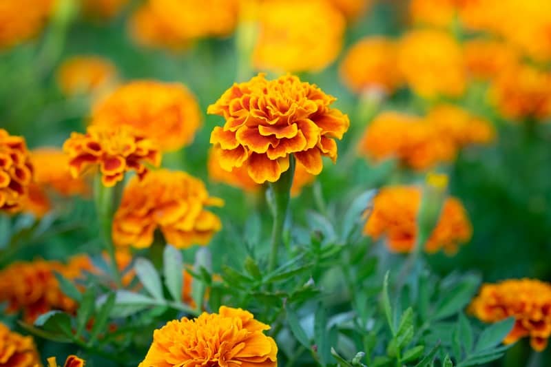 Marigolds