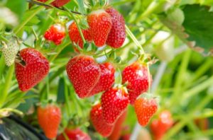 Companion Plants for Strawberries